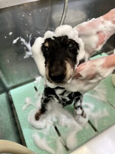 小次郎 (こじろう)くんのトリミング写真