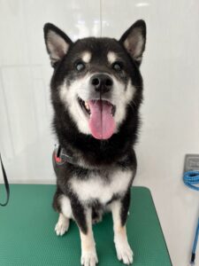 小太郎(こたろう)くんのトリミング写真
