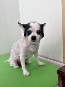 鈴(すず)ちゃんのトリミング写真