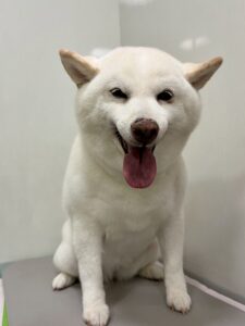 月(つき)ちゃんのトリミング写真