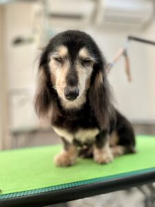 凛(りん)ちゃんのトリミング写真