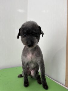 シオンくんのトリミング写真
