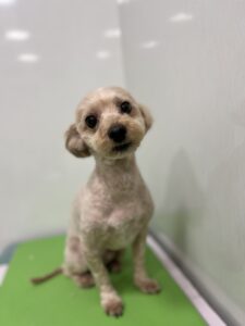 ルイくんのトリミング写真