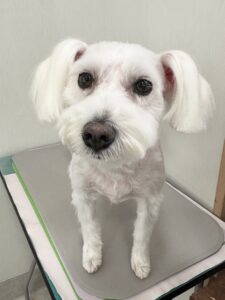 あいちゃんのトリミング写真