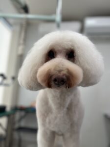 アルルちゃんのトリミング写真