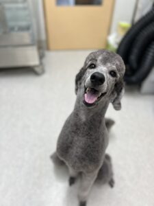 あんこちゃんのトリミング写真