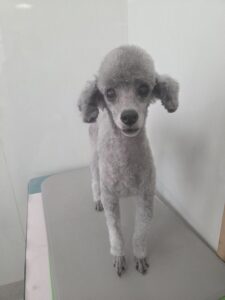 伍音(いお)ちゃんのトリミング写真