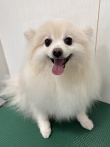 おもちくんのトリミング写真