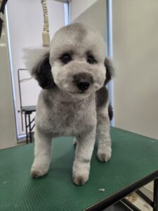 奏音(かのん)ちゃんのトリミング写真