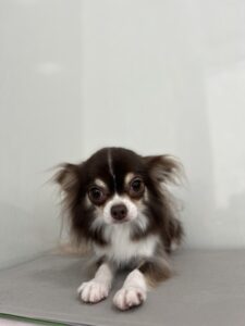 かりんちゃんのトリミング写真