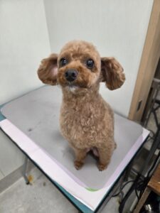 くぅくんのトリミング写真