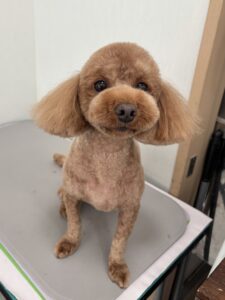 くぅくんのトリミング写真