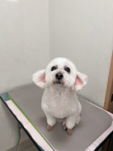 くららちゃんのトリミング写真
