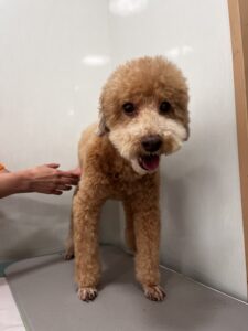 くりおくんのトリミング写真