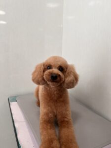 栗(くり)くんのトリミング写真