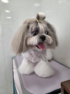 10月19日のわんこたちの写真