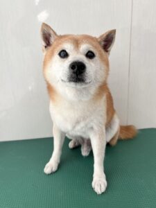 コタロウくんのトリミング写真