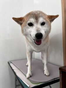 さくらちゃんのトリミング写真