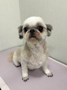 さくらちゃんのトリミング写真