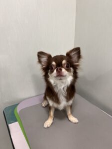 ざらめちゃんのトリミング写真