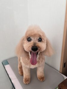 シンバくんのトリミング写真