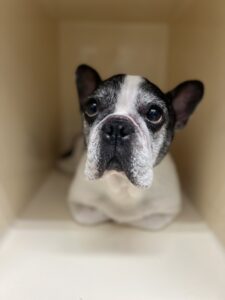 樹音(じゅのん)ちゃんのトリミング写真