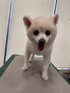 チャミちゃんのトリミング写真