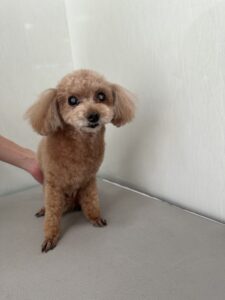 ちゅらちゃんのトリミング写真