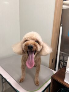 チョコンくんのトリミング写真