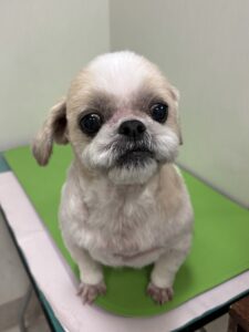 なな男くんのトリミング写真