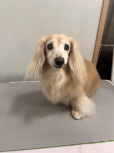 ナナちゃんのトリミング写真