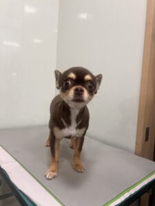 ニコちゃんのトリミング写真