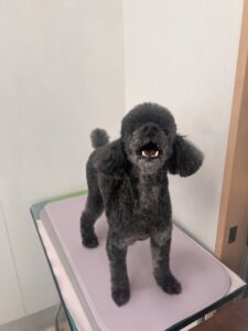 ネロくんのトリミング写真