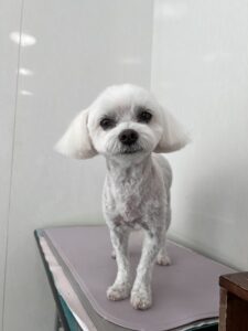 ノアちゃんのトリミング写真