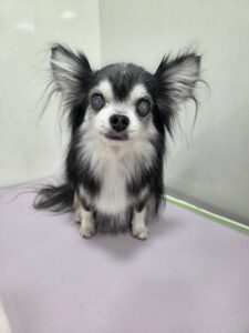 ハチくんのトリミング写真
