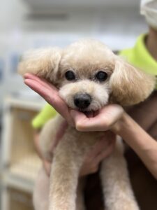 はなちゃんのトリミング写真