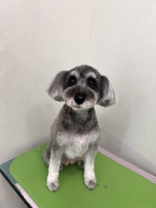 はなちゃんのトリミング写真
