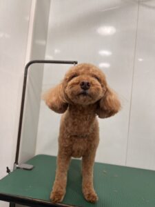 はなちゃんのトリミング写真