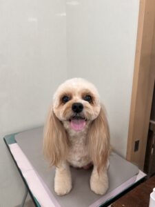 ハニーちゃんのトリミング写真