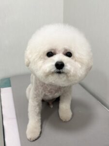 バニラくんのトリミング写真