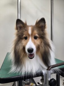 ヒカちゃんのトリミング写真