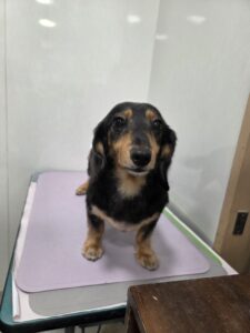 ひなちゃんのトリミング写真