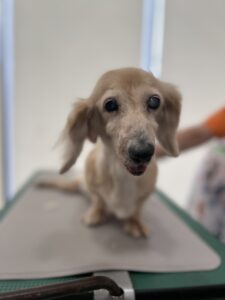 ひまわりちゃんのトリミング写真