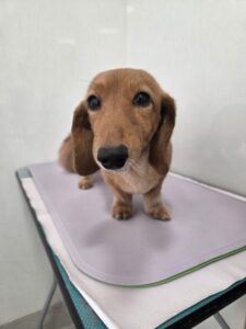 ひめちゃんのトリミング写真