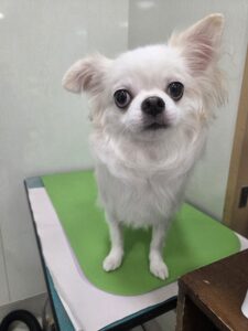 福(ふく)くんのトリミング写真