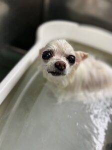 福(ふく)ちゃんのトリミング写真