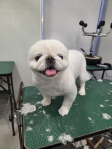 ペコちゃんのトリミング写真