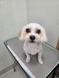 ぺちゃろーくんのトリミング写真