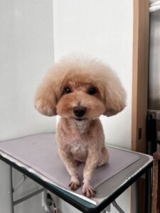ぽちゃろーちゃんのトリミング写真