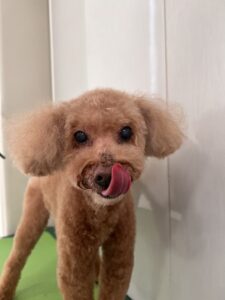 マリ―ちゃんのトリミング写真